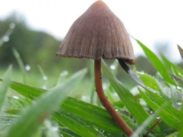 How to Safely Trip on Shrooms?